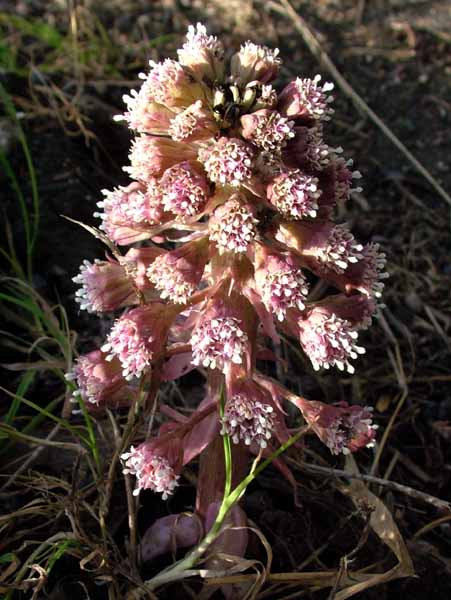 Flowers,Butterbur,Petansites hybridus