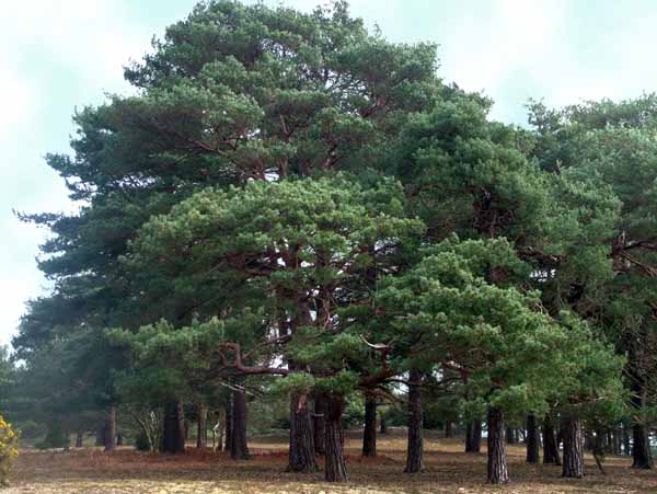 Stagbury Hill,Warren Hill,Trees