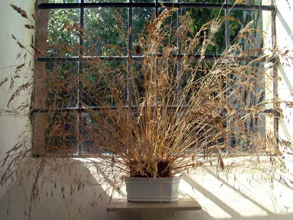 Chalbury Church,Grasses