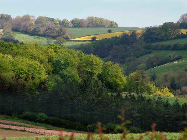 Tarrant Valley,Stubhampton Bottom