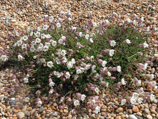 Abbotsbury Beach,Silene maritima