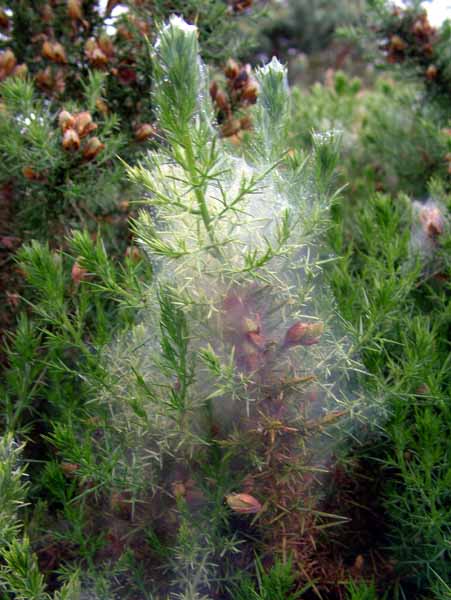 Parley Common,Spider,Cobwebs,Webs
