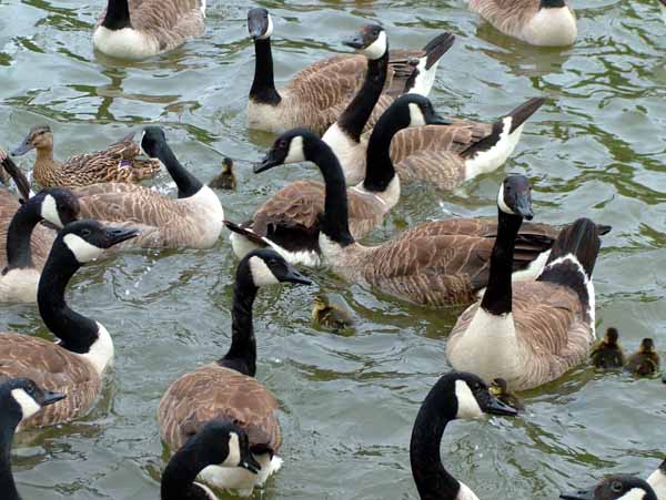 Ducks,Geese