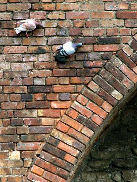 Pigeons