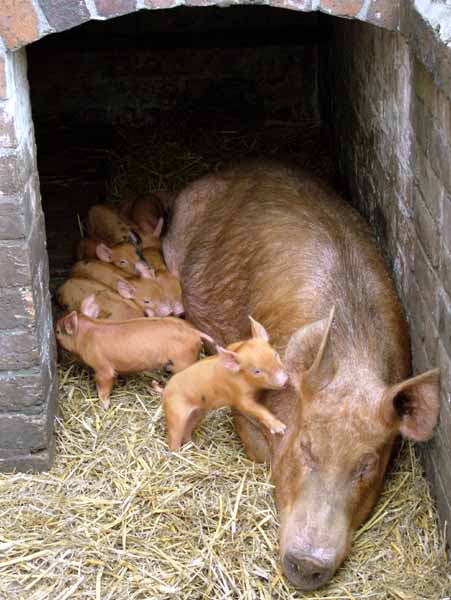 Piglets,Pig