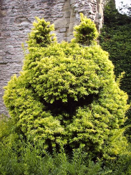Much Wenlock Priory,Topiary