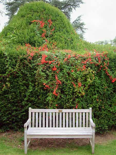 Forde Abbey,Garden,Bench