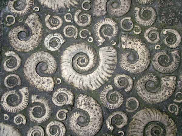 Lyme Regis,Coade Stone,Ammonites,Fossils,Shells