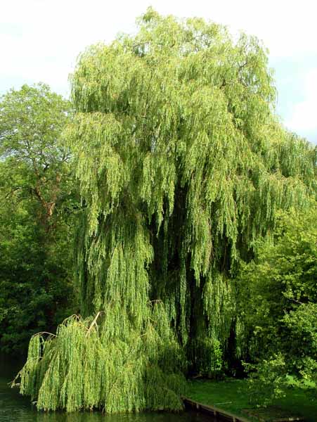 Hurley,Tree,Willow