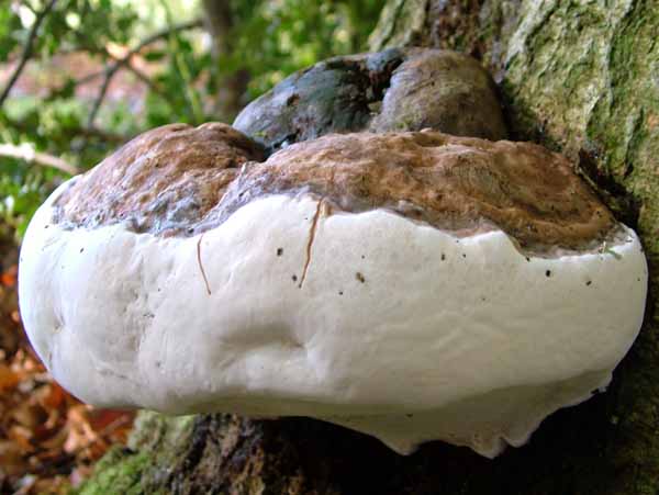 Fungus,Bracket