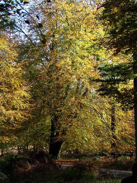 Knightwood,Autumn