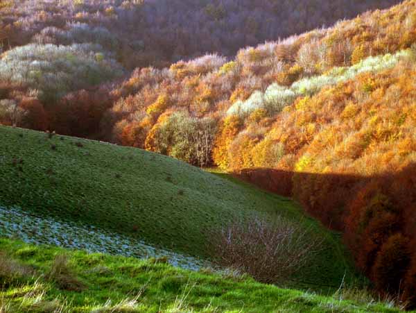 Compton Abbas,Melbury Wood,Trees