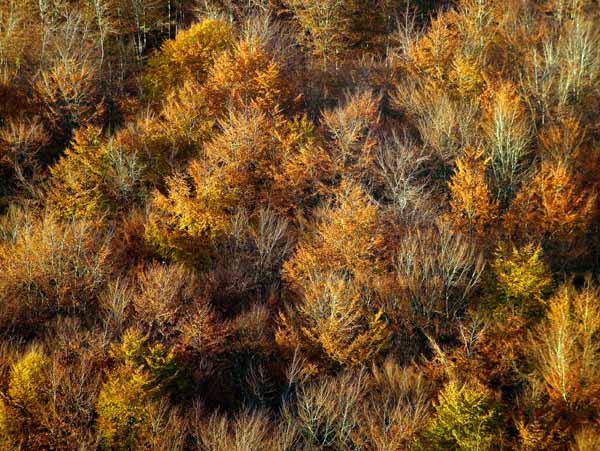 Compton Abbas,Melbury Wood,Trees