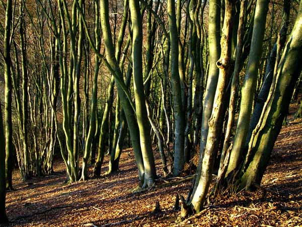 Compton Abbas,Melbury Wood,Trees