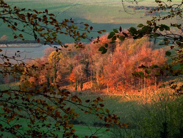 Compton Abbas,Littlecombe Bottom,Fontmell Magna,Trees,Sunset