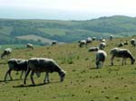 Sheep Ridgeway Hill