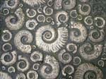 Coade Stone Ammonites