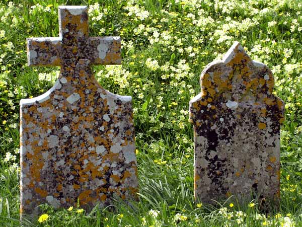 Hilton Church,Primroses,Gravestones