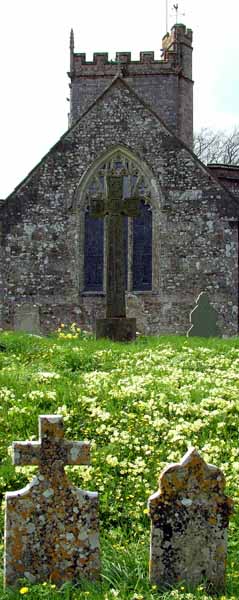Hilton Church,Primroses,Gravestones