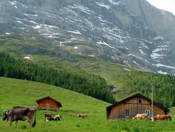 Swiss Chalet,Cows