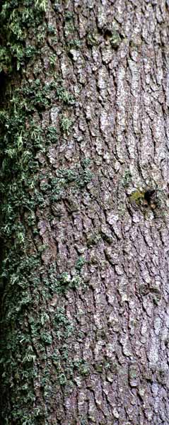 Bark,Lichen