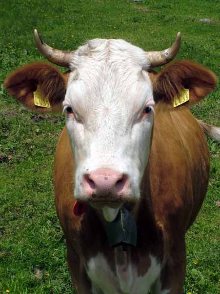 Cow