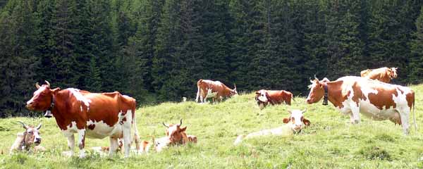 Animals,Cows