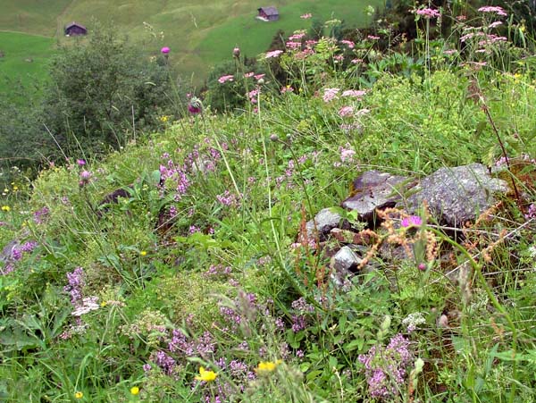 Pfingstegg,Alps,Alpine Meadow