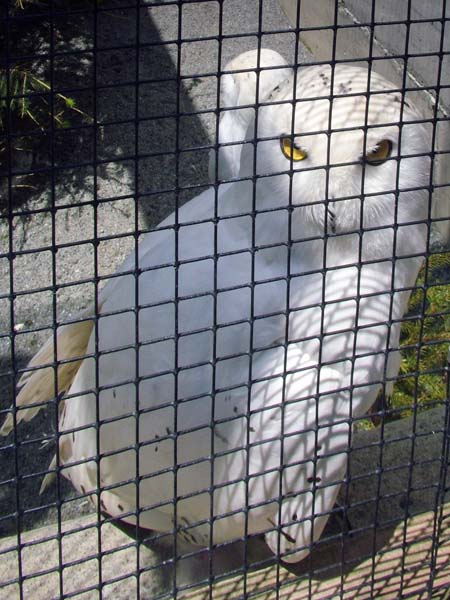 Alpine Bird Park,Alpenvogelpark,Birds,Snowy Owls