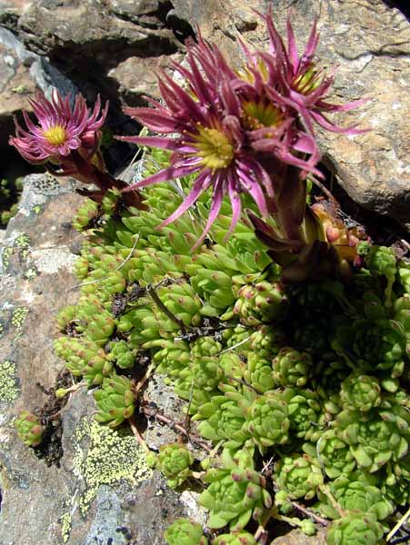 Flowers,Sempervivum montanum