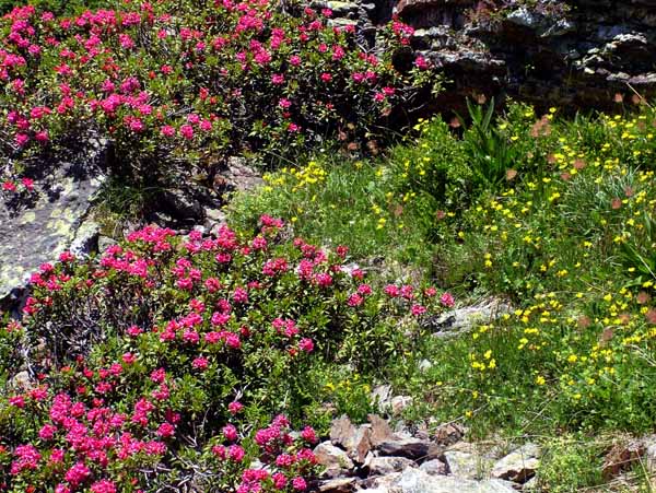 Flowers,Alpen Rose,Alpenrose,Rhododendron ferrugineum
