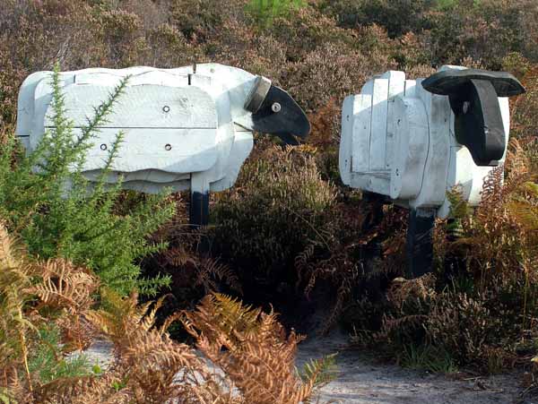Avon Heath,Wooden Sheep