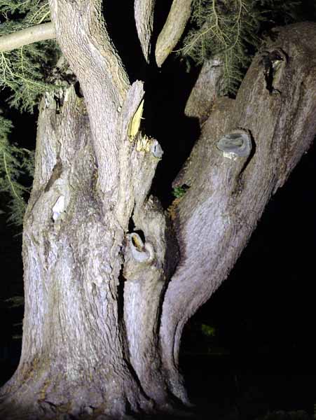 Wimborne,Kingston Lacy,Enchanted Garden,Tree Trunk