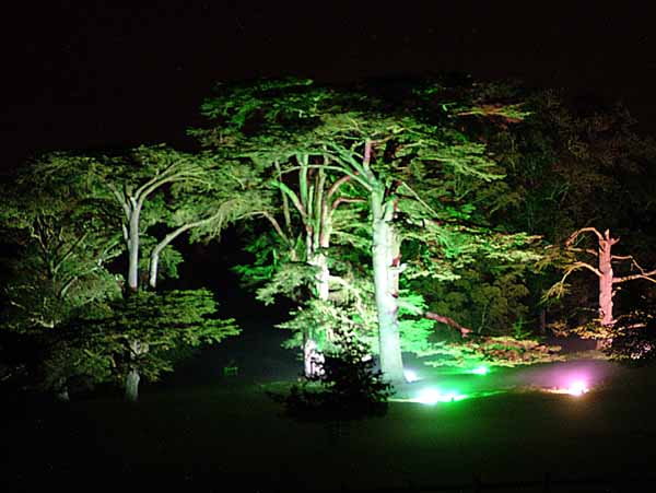 Wimborne,Kingston Lacy,Enchanted Garden,Trees