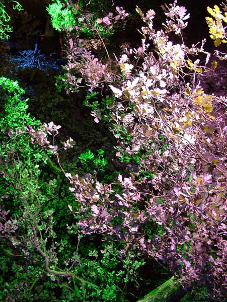 Wimborne,Kingston Lacy,Enchanted Garden,Bushes