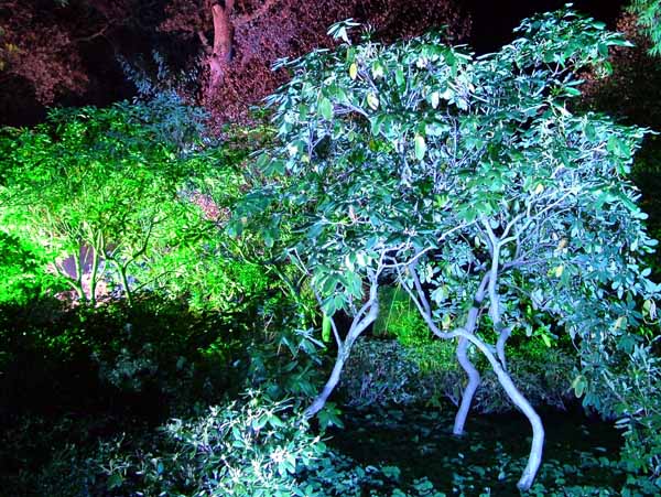 Wimborne,Kingston Lacy,Enchanted Garden,Bushes