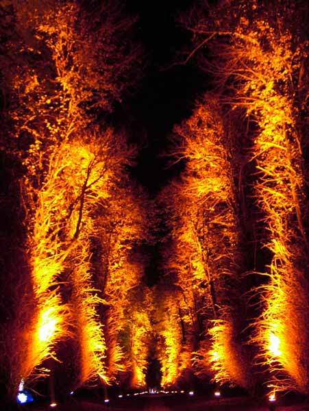 Wimborne,Kingston Lacy,Enchanted Garden,Lime Avenue