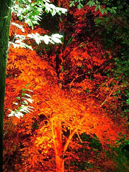 Wimborne,Kingston Lacy,Enchanted Garden,Tree
