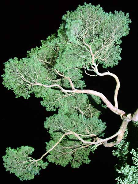 Wimborne,Kingston Lacy,Enchanted Garden,Pine Tree