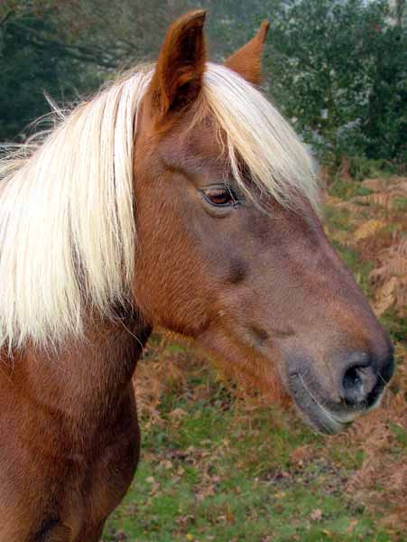 Animal,Pony,Horse