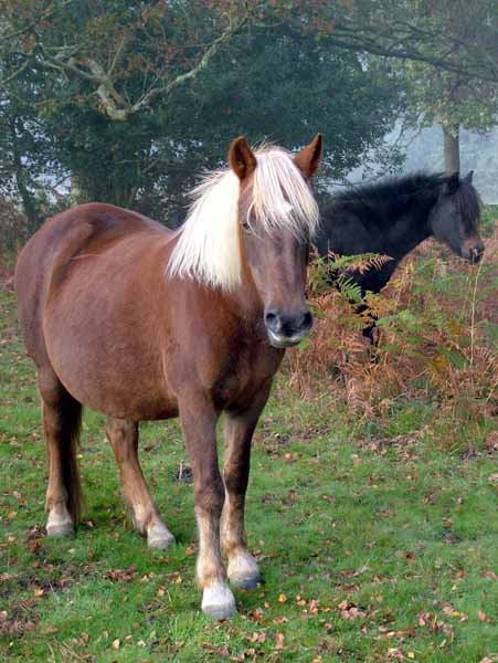 Animals,Ponies,Horses