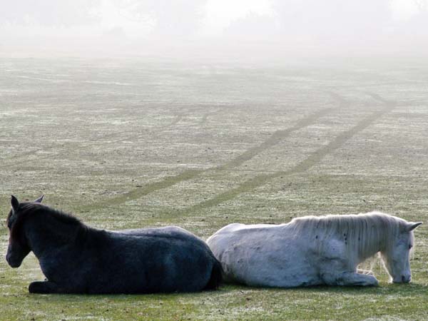 Animals,Ponies,Horses