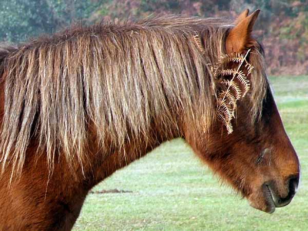 Animal,Pony,Horse