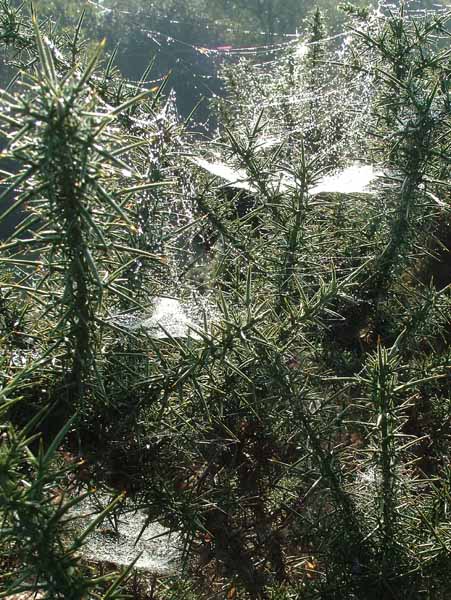 Spider,Webs,Cobwebs