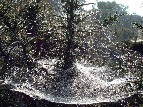 Spider,Web,Cobweb