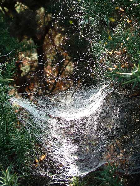 Spider,Web,Cobweb
