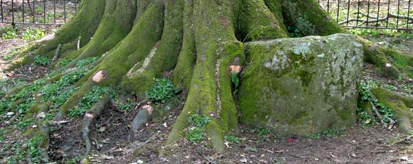 Winterbourne Abbas,Nine Stones,Stone Circle,Antiquity