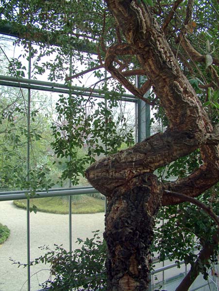 Amsterdam,Hortus Botanicus,Botanical Garden,Drieklimatenkas