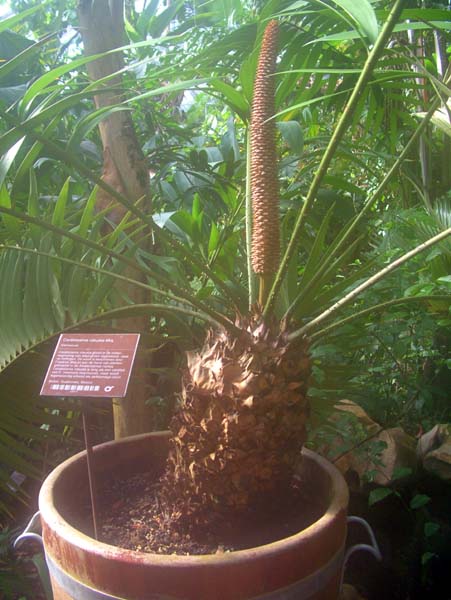 Amsterdam,Hortus Botanicus,Botanical Garden,Drieklimatenkas,Tropical