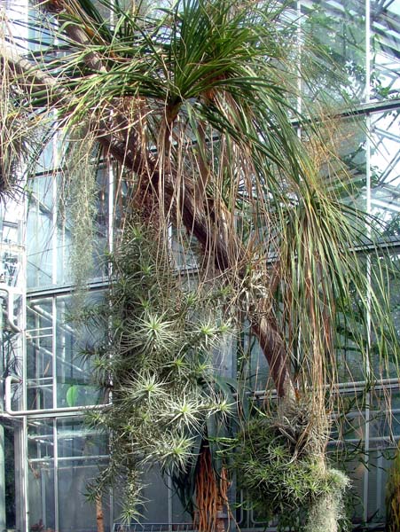 Amsterdam,Hortus Botanicus,Botanical Garden,Drieklimatenkas,Desert